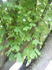 Acer pseudoplatanus
