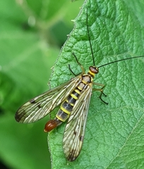 Panorpa cognata