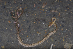Protobothrops mucrosquamatus