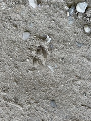 Odocoileus virginianus borealis