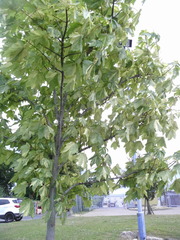 Acer pseudoplatanus