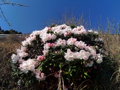 Rhododendron pseudochrysanthum