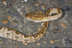 Protobothrops mucrosquamatus