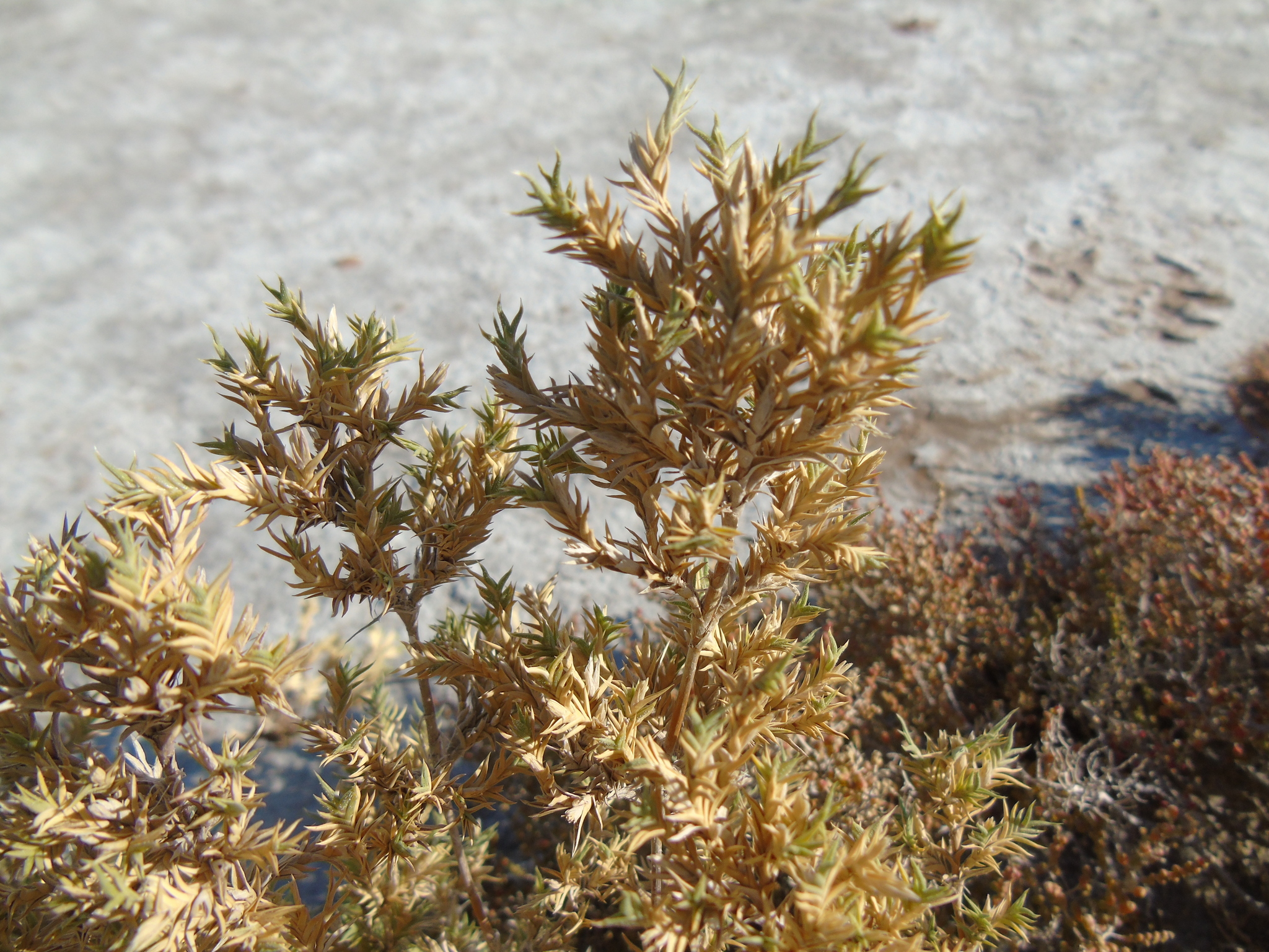 Distichlis acerosa
