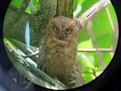 Otus elegans botelensis