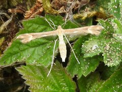 Marasmarcha lunaedactyla