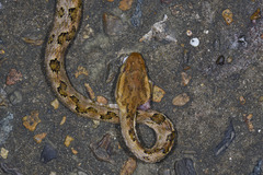 Protobothrops mucrosquamatus