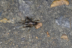 Vietacheta picea