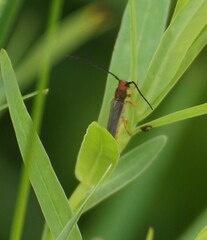 Oberea erythrocephala