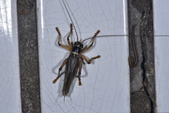 Diaphanogryllacris laeta
