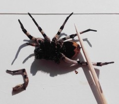Lycosa tarantula