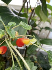 Impatiens niamniamensis