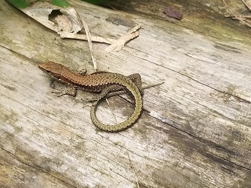 Brauner's Rock Lizard, Abkhazia, GE, photo 9 of 10