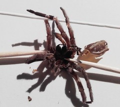 Lycosa tarantula