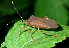 Anasa bellator