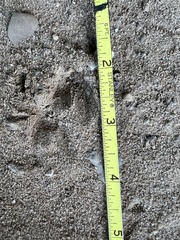 Odocoileus virginianus borealis