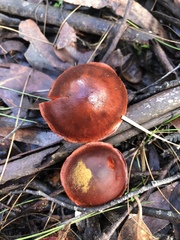 Cortinarius persplendidus