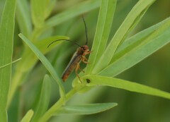 Oberea erythrocephala
