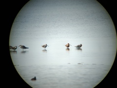 Limnodromus semipalmatus