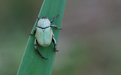 Hoplia parvula