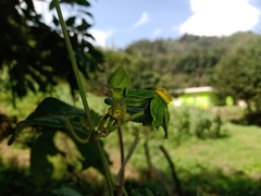 Gonolobus chloranthus