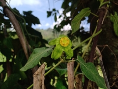 Gonolobus chloranthus