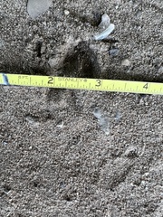 Odocoileus virginianus borealis