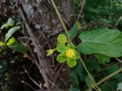 Gonolobus chloranthus