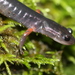 Salamandra de Cheoh Bald - Photo (c) Andy Kraemer, algunos derechos reservados (CC BY-NC)