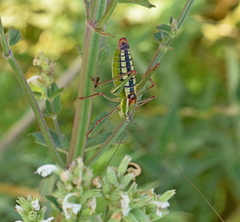 Poecilimon macedonicus