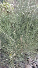 Cytisus striatus image