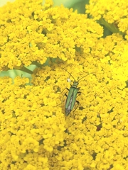 Oedemera nobilis