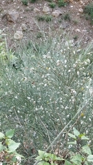 Cytisus striatus image