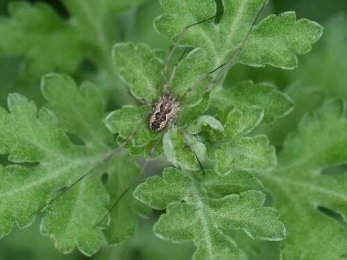European Harvestman, Groesbeek, Nieuweweg 65, Nederland, photo 6 of 10