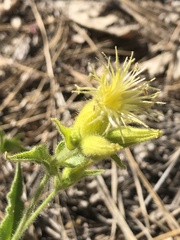 Silene parishii