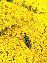 Oedemera nobilis