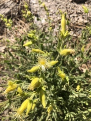 Silene parishii