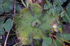 Drosera pauciflora