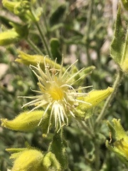 Silene parishii