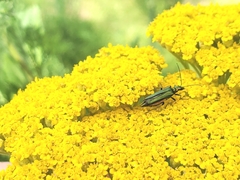 Oedemera nobilis