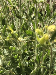Silene parishii