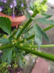 Achlyodes