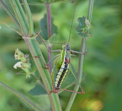 Poecilimon macedonicus