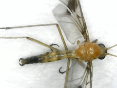 Macrocera phalerata