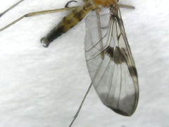 Macrocera phalerata