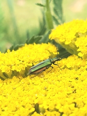 Oedemera nobilis