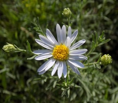 Aster altaicus