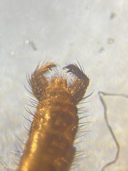 Macrocera phalerata