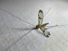 Macrocera phalerata