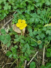 Ranunculus